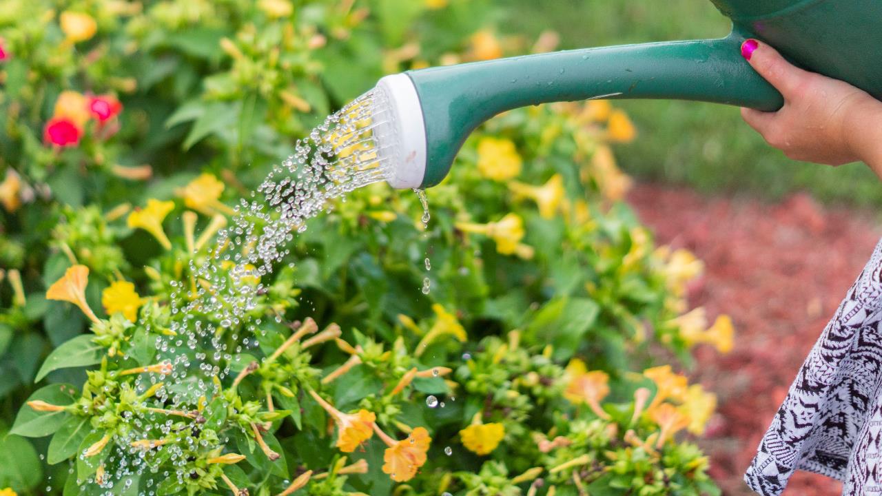 Las tres plantas con flores más hermosas y fáciles de cuidar